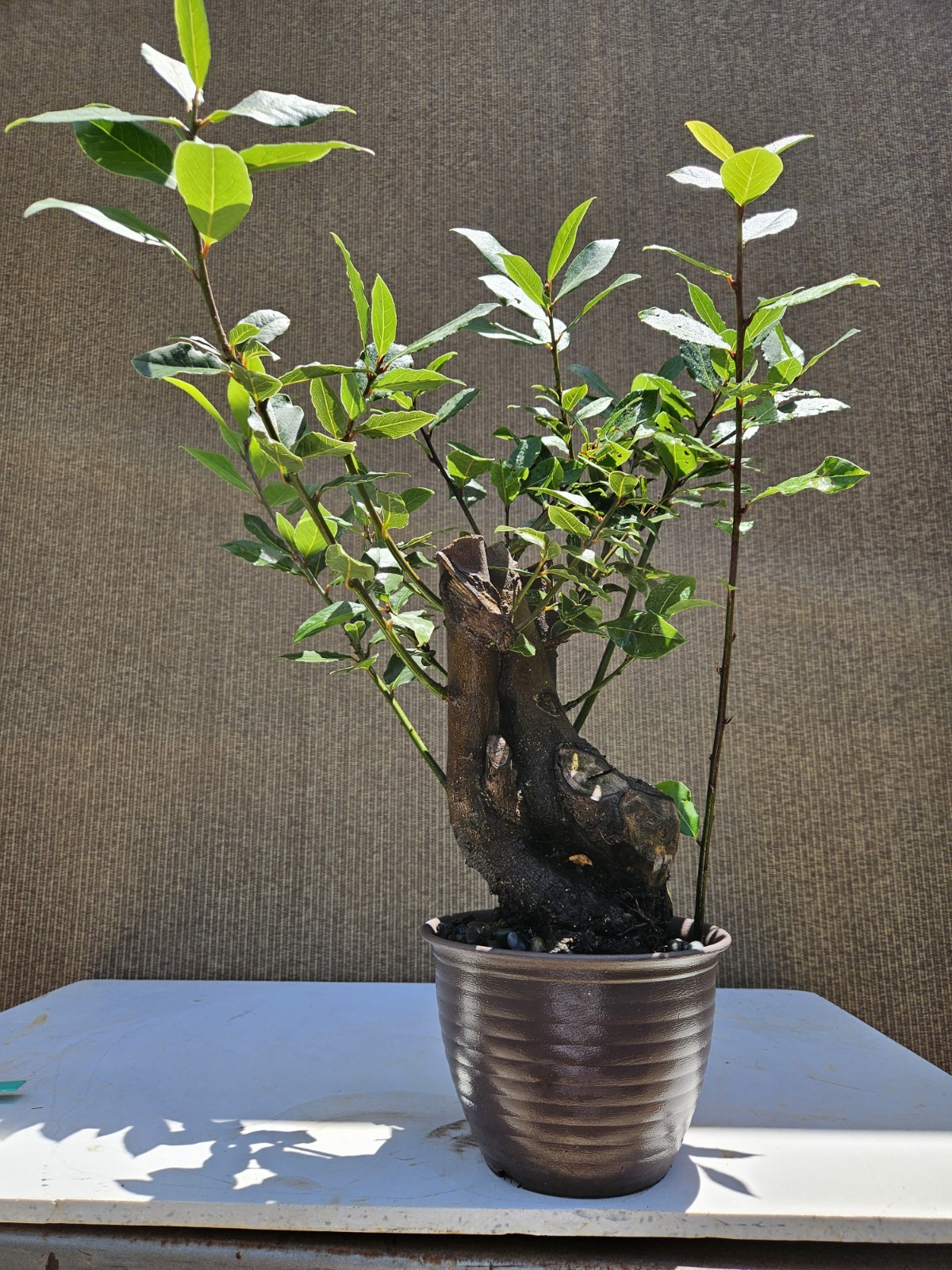 Old Sweet Bay Leaf ( Bay Laurel ) Bonsai Tree,,, SALE