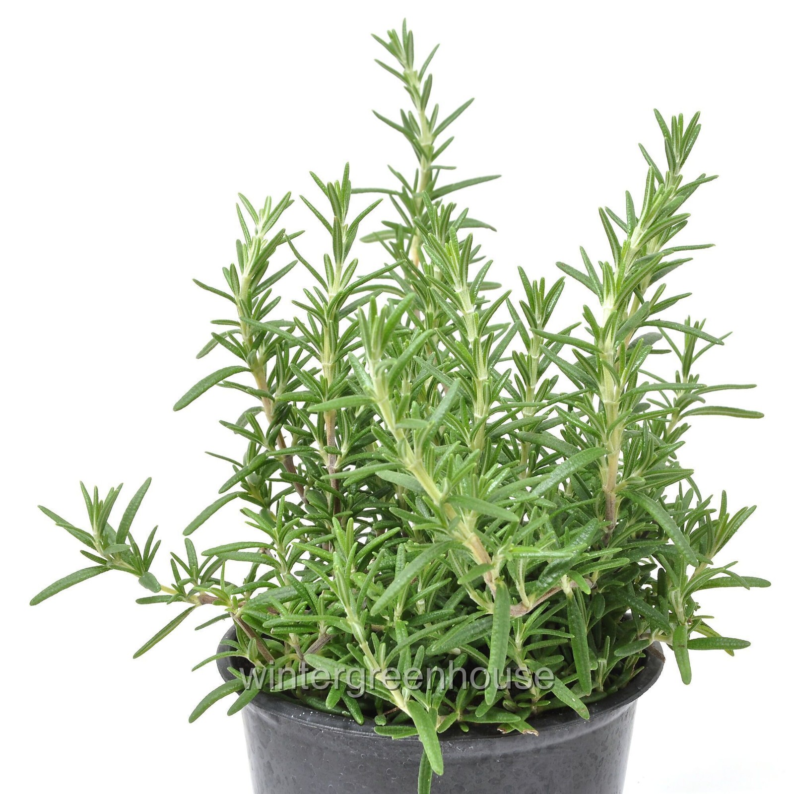 Rosmarinus prostratus, Trailing, Rosemary, Container Size: 3.5″