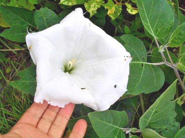 50 JIMPSON WEED DATURA SEEDS – Datura stramonium