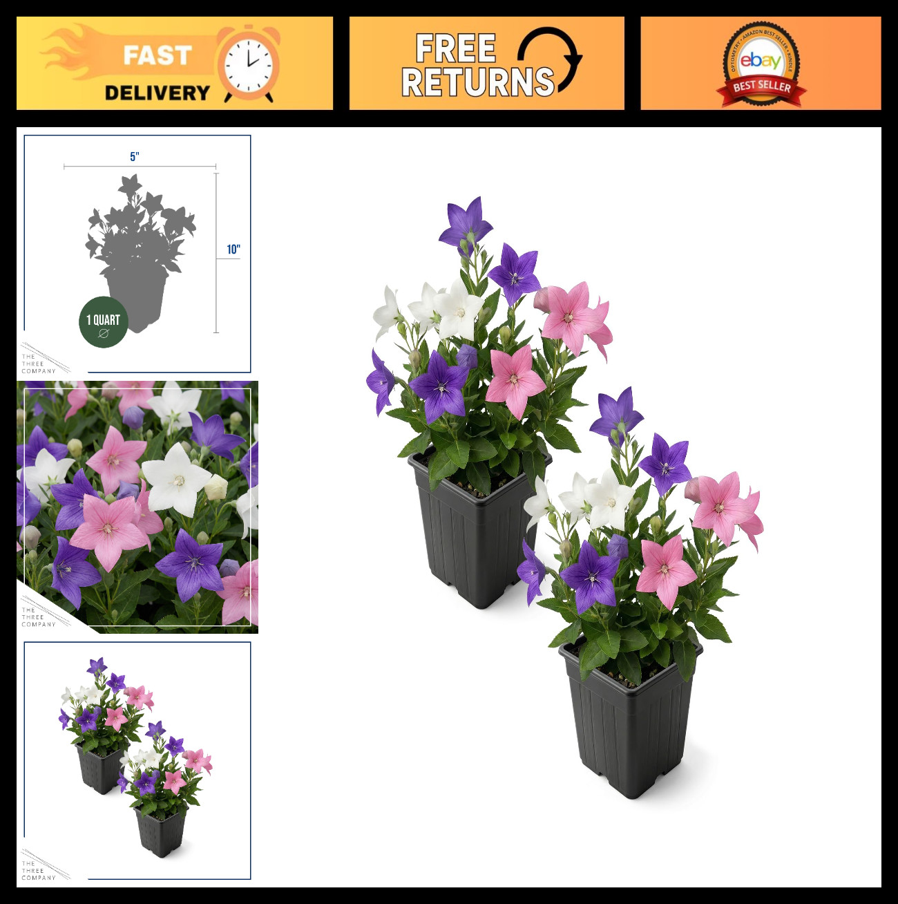 Blooming Pink Balloon Flower 2-Pack – Summer Perennial Plant, 10″ Tall, 1 Qt Pot