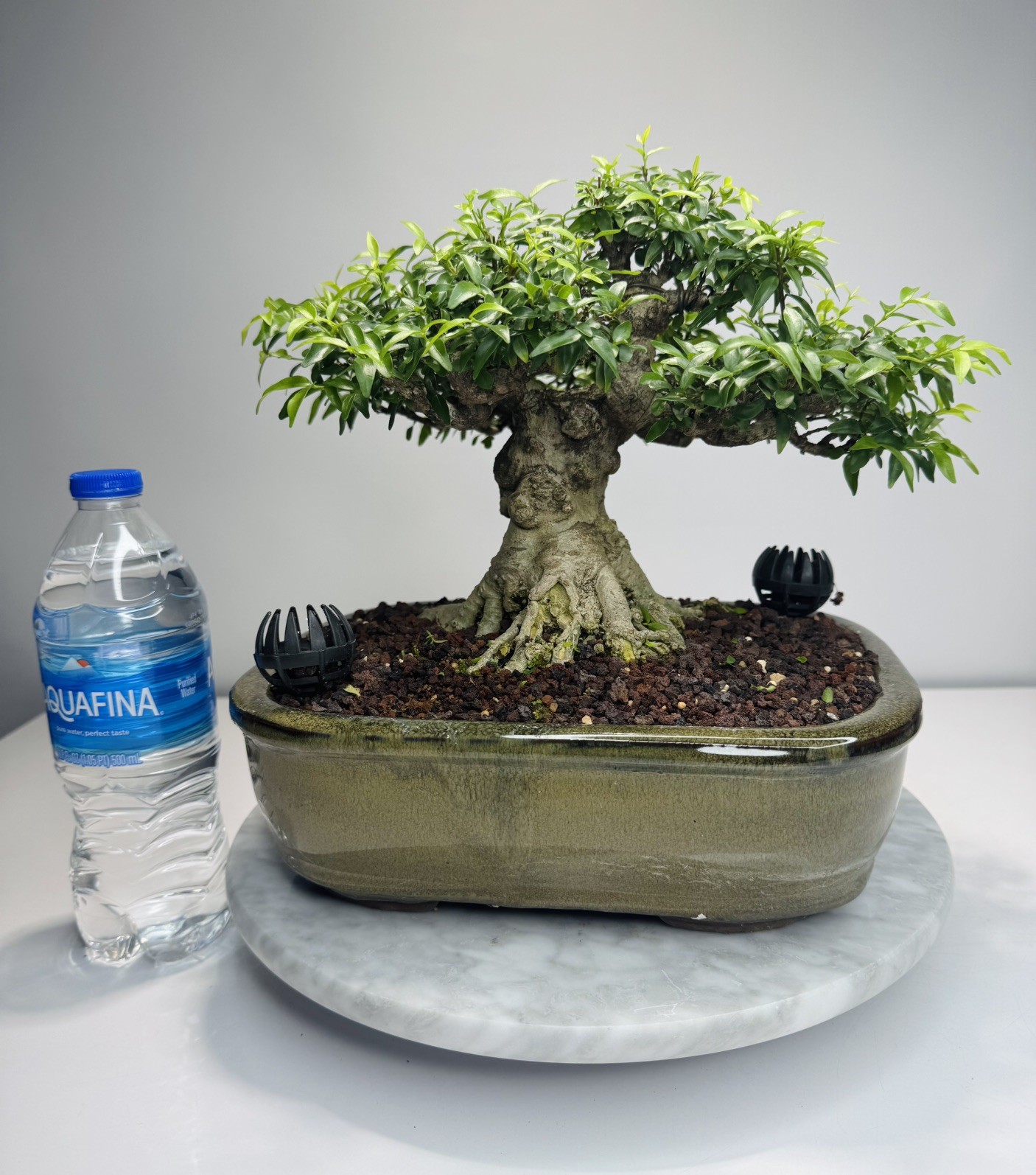 Water jasmine bonsai (M)