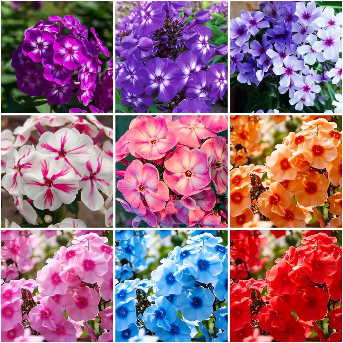 10007+ Creeping Mixed Phlox Seeds for PlantingBright Perennial Creeping Phlox S