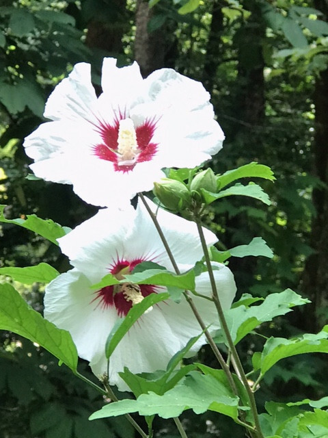 ROSE OF SHARON TRANSPLANT STARTER TREES 20-24″ INCH TALL