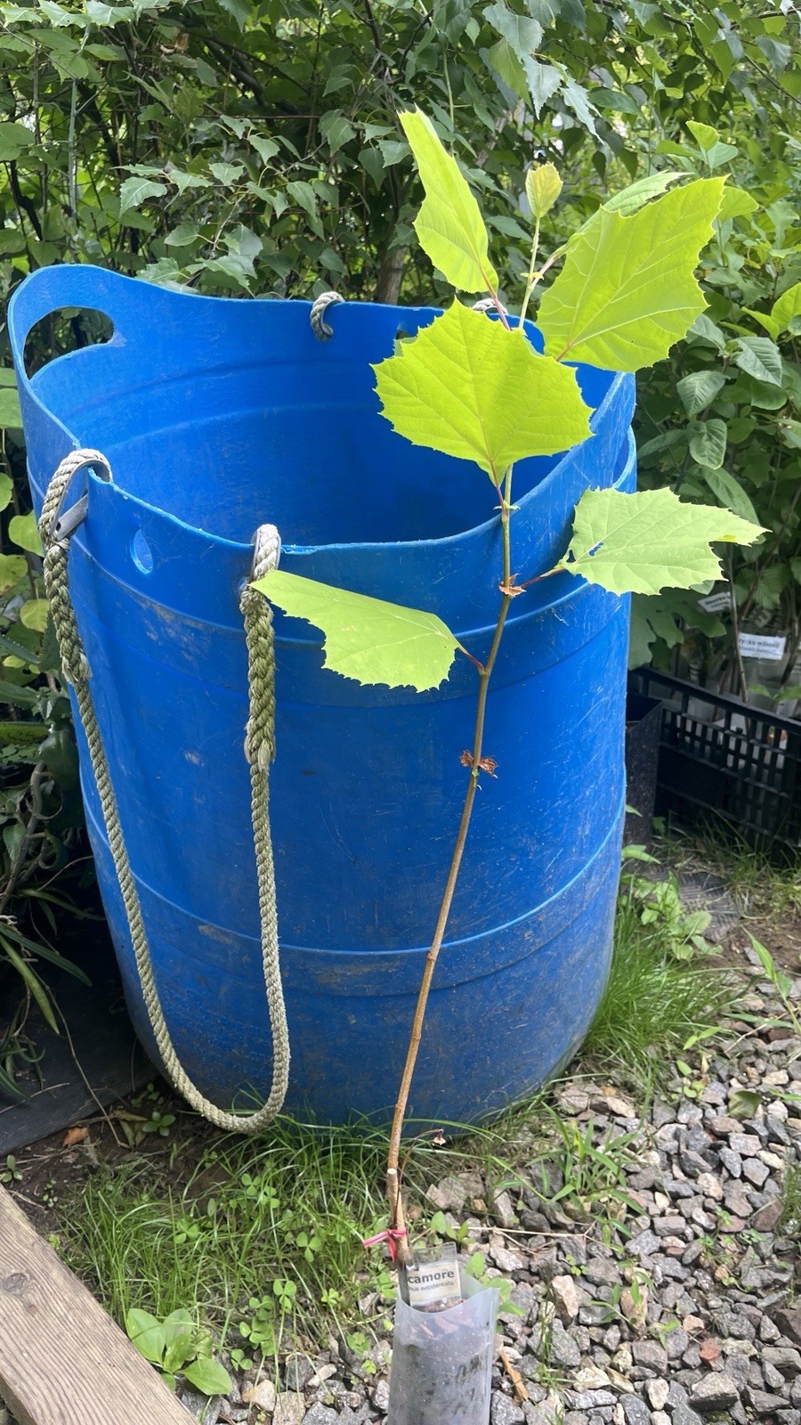 2-3 ft tall American Sycamore Tree – Platanus occidentalis 2 year old tree