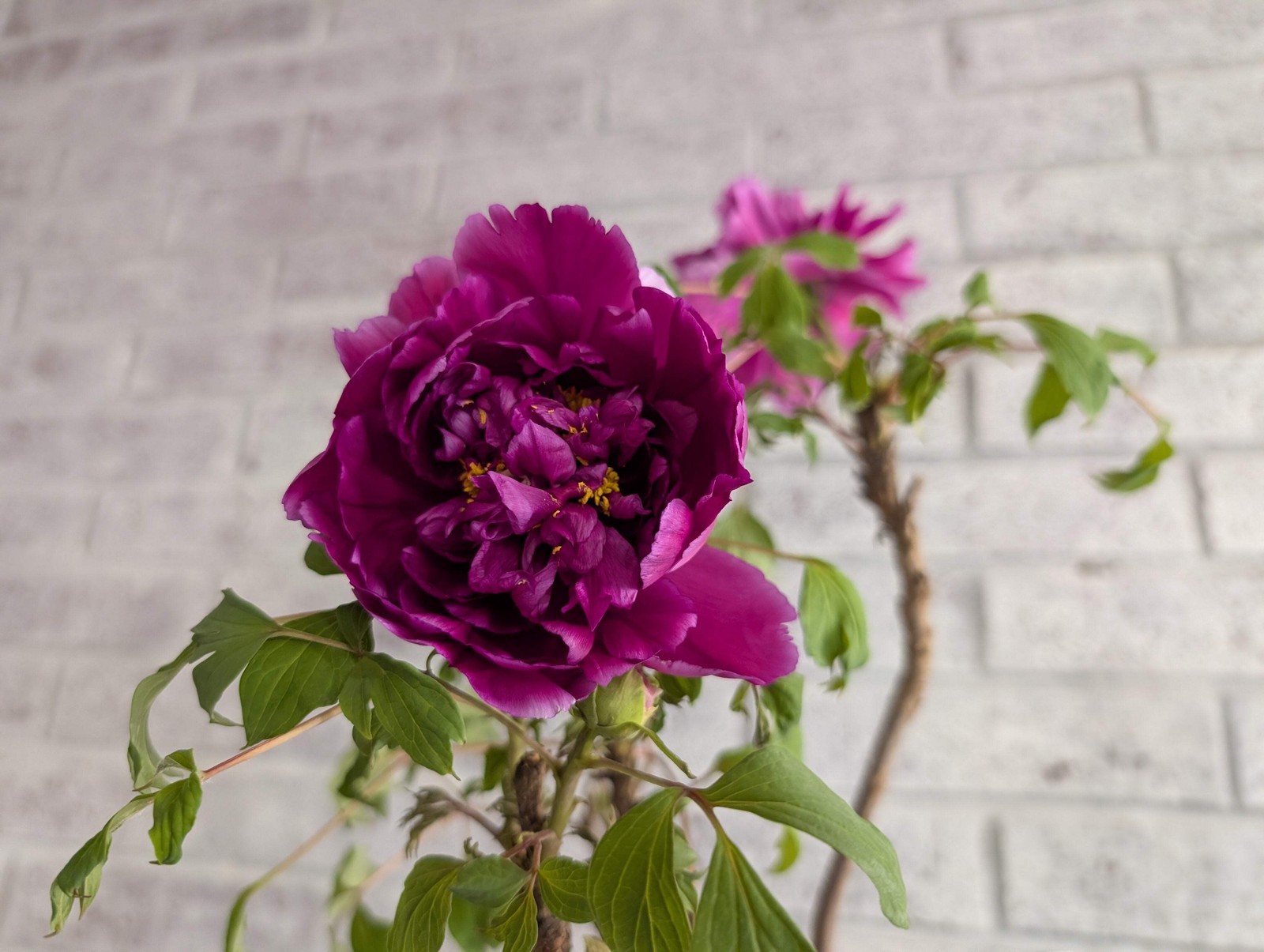 “Champion Crown” large flower tree peony