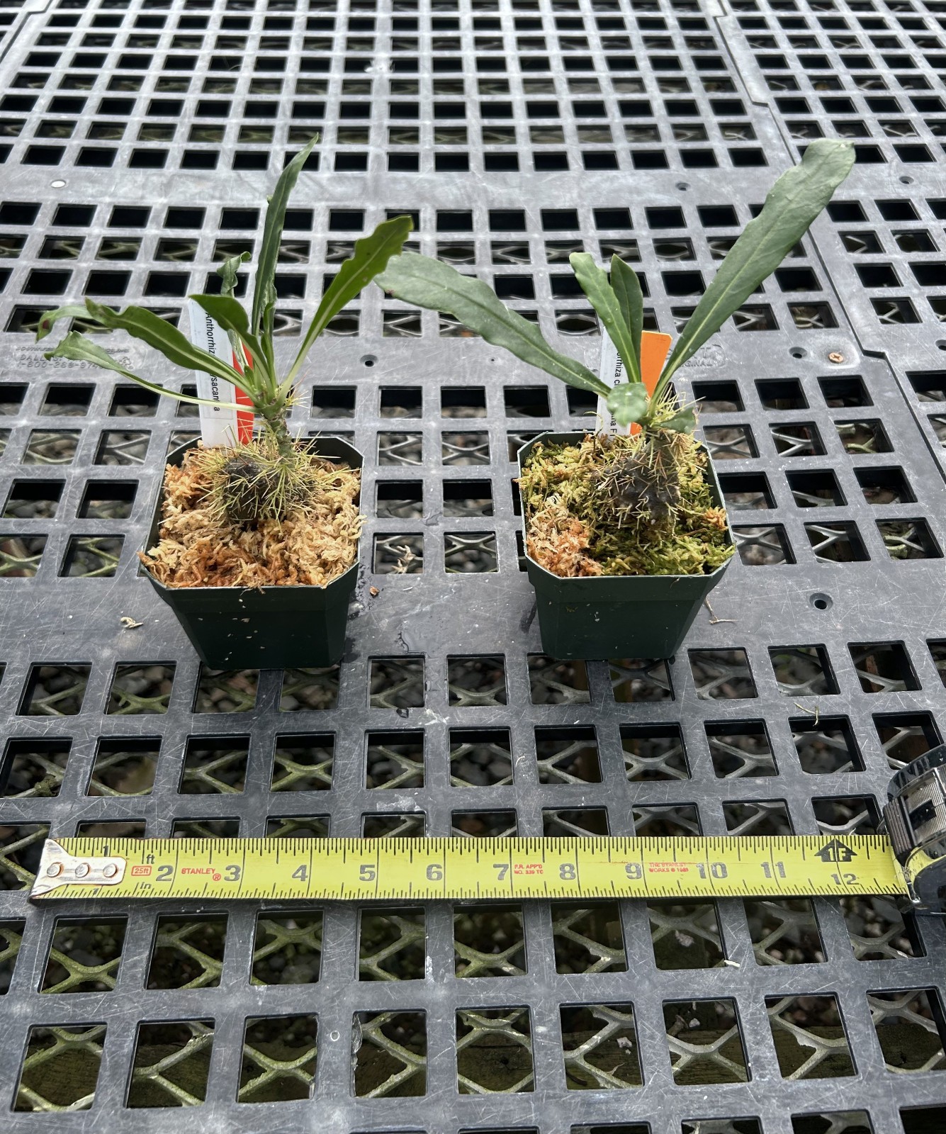 Anthorrhiza chrysacantha-rare Papua NG seed grown caudexed ant plant-gold spines