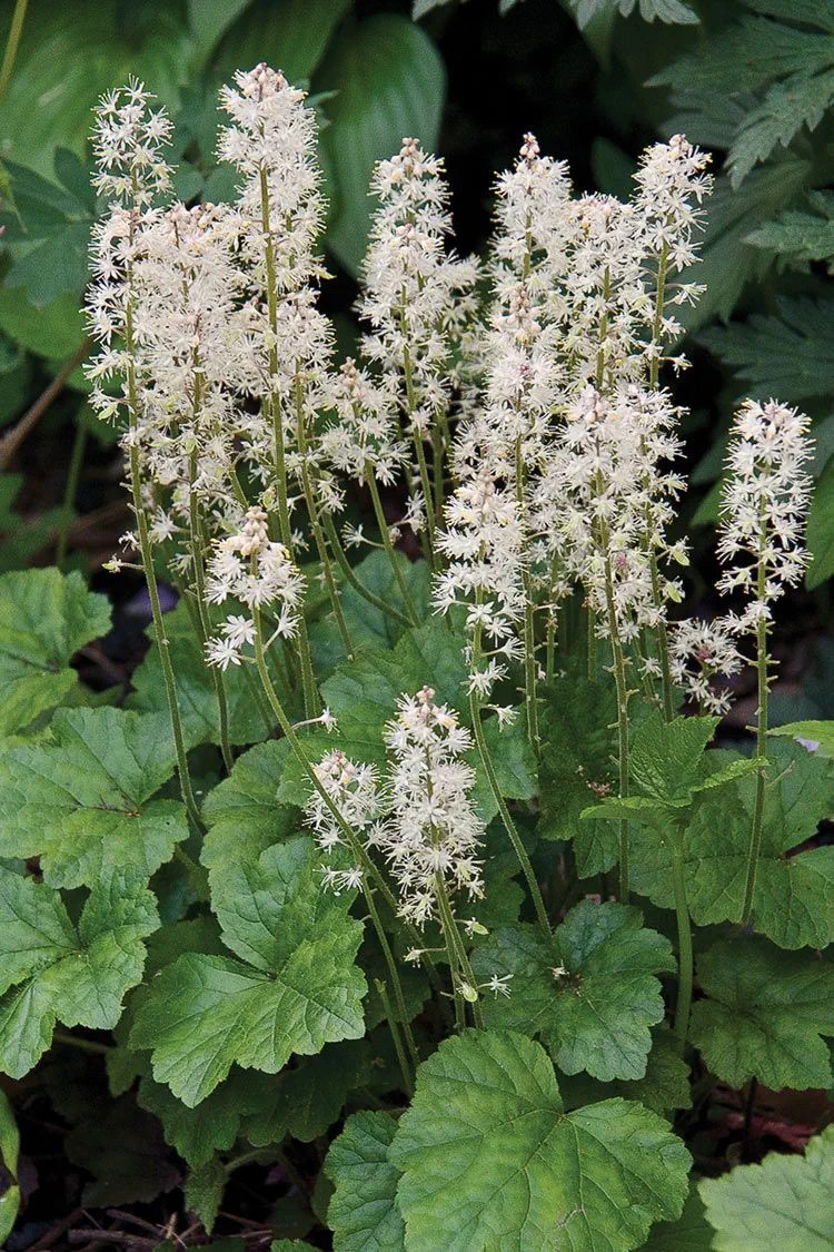 10 Foam Flower Bare Root Tiarella cordifolia