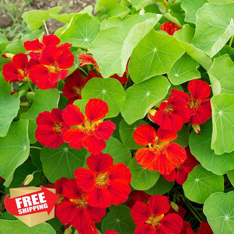 Carpet Creeping Nasturtium Seeds for Planting Annual Climbing