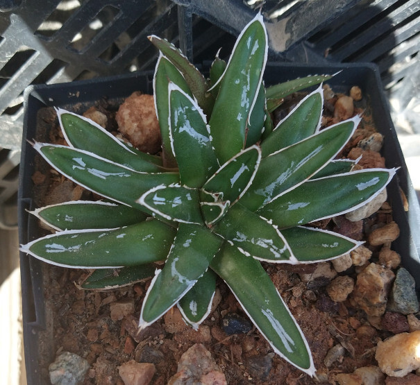 Agave victoria-reginae compacta Queen Victoria Agave 2