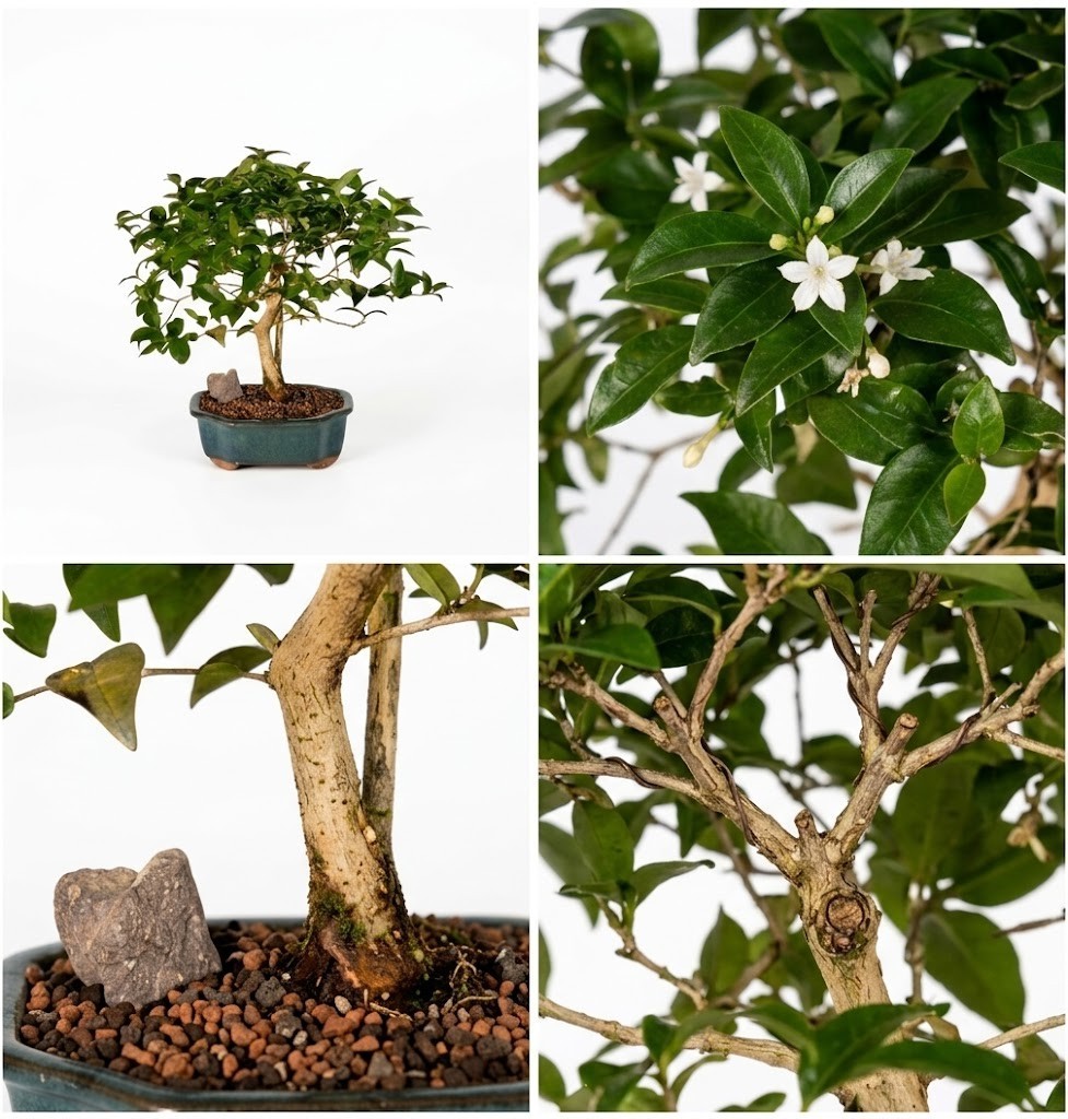 Live 16 Year Old Surinam Cherry Bonsai Tree Flowering Fruit Indoor Plant 20″H