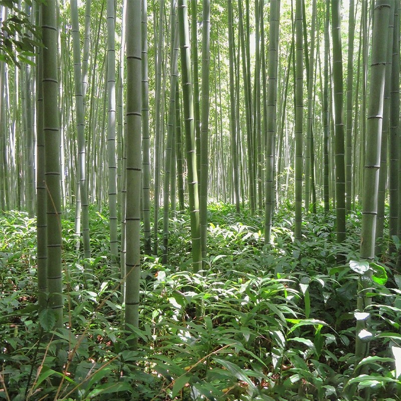 6 Japanese Timber Bamboo cutting