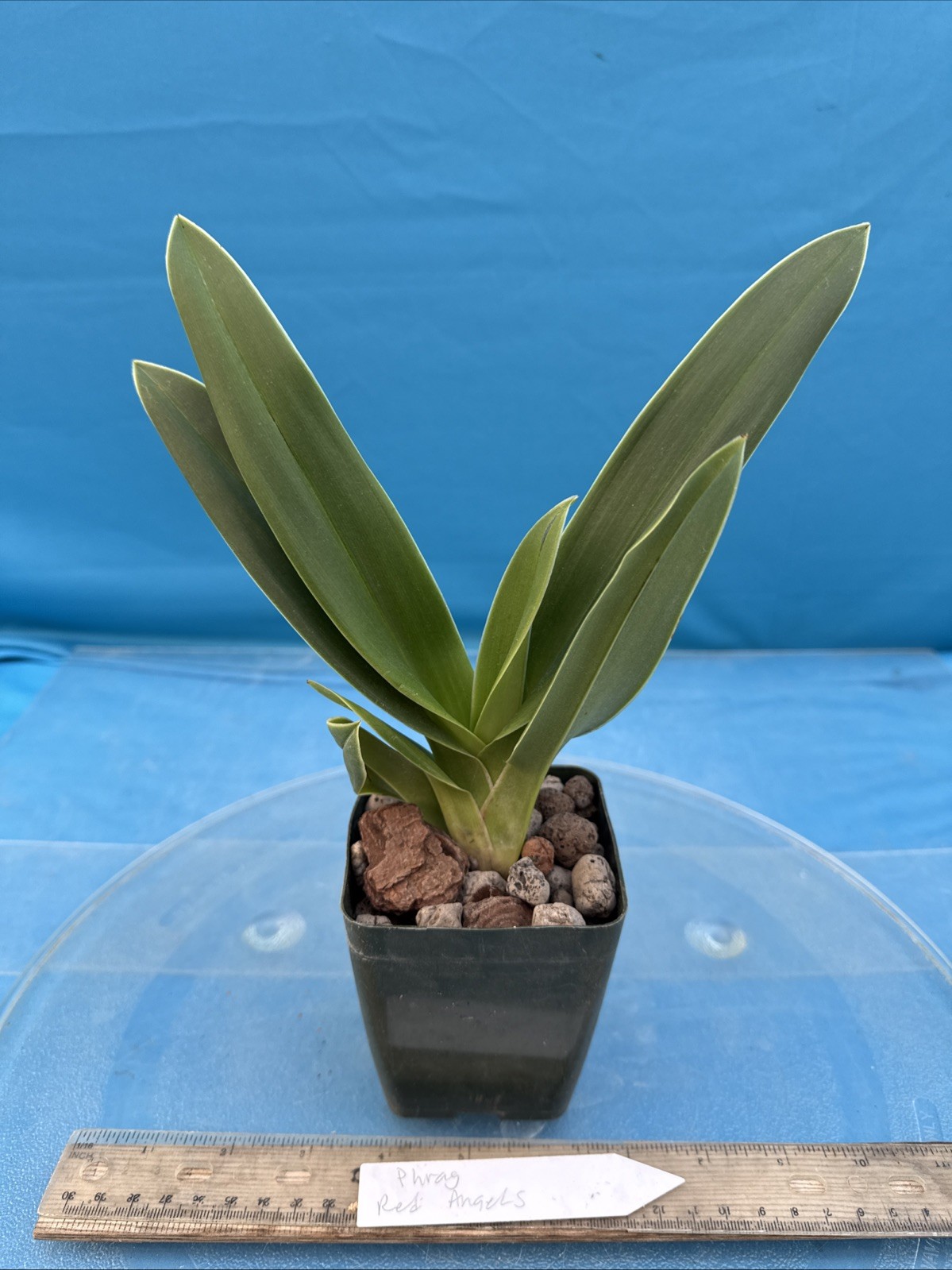 Phragmipedium Red Angels Yellow Orange Orchid Hybrid Fresh Import 4” RePot