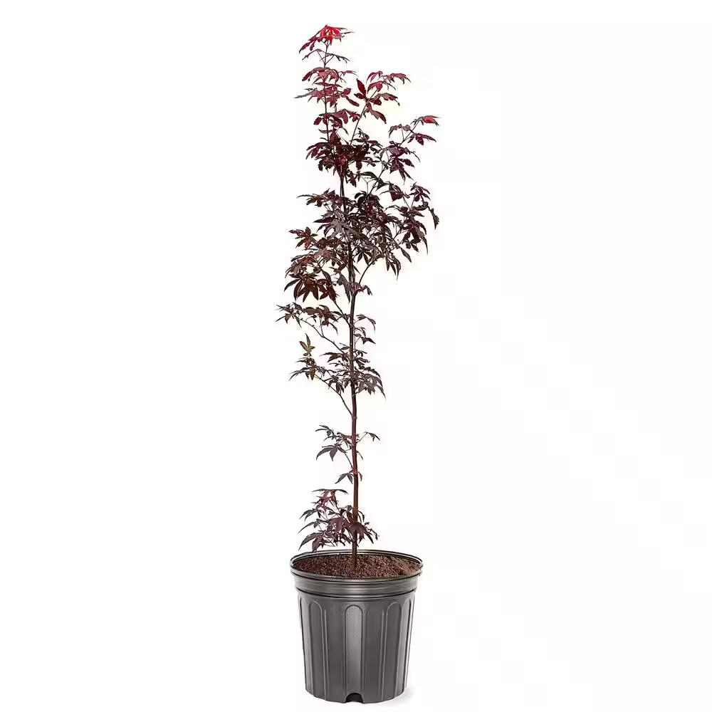 #3 Pot Bloodgood Red Japanese Maple Tree