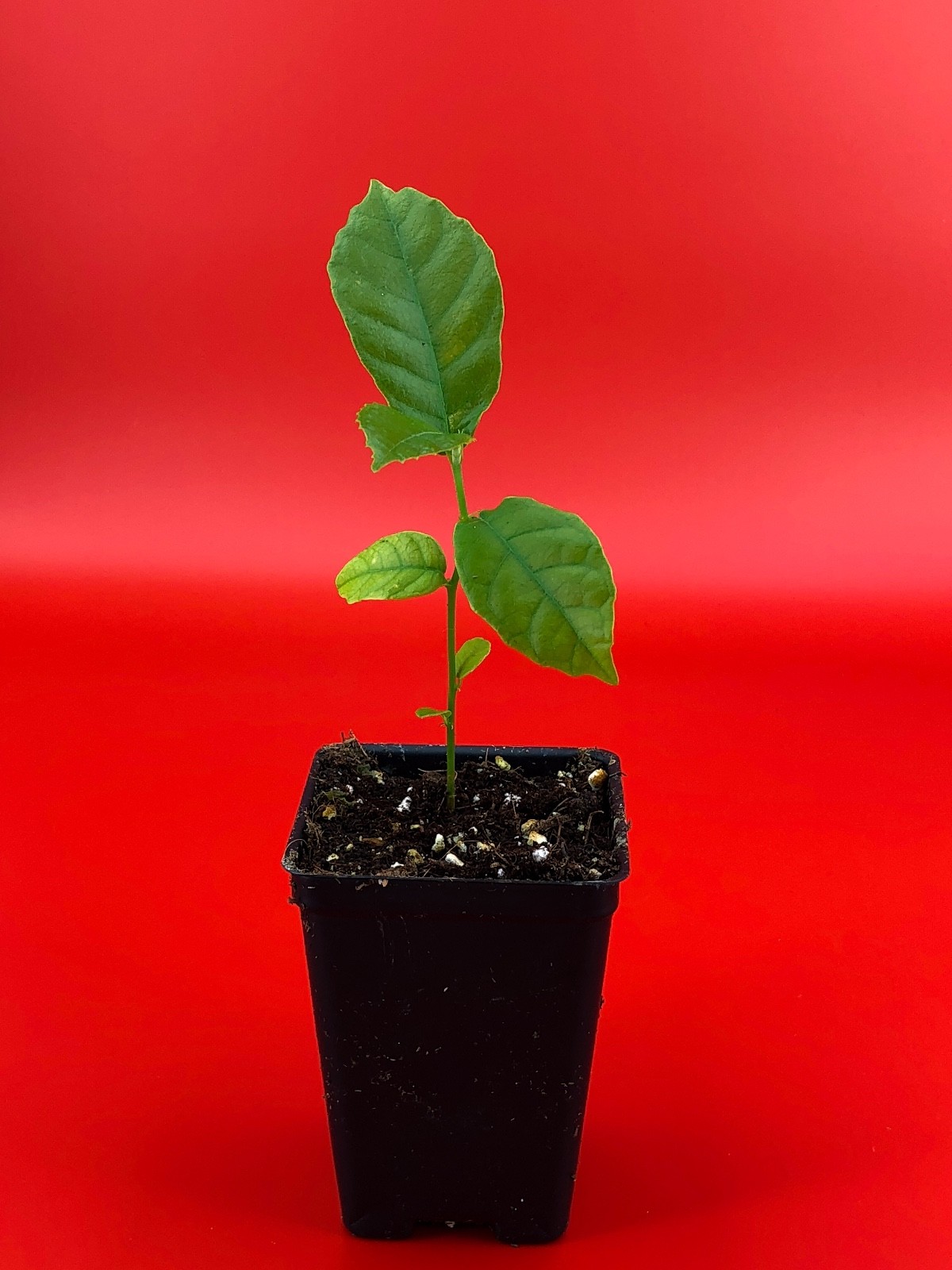 Kwai Muk Artocarpus Hypargyreus Tropical Fruit Tree Starter Plant