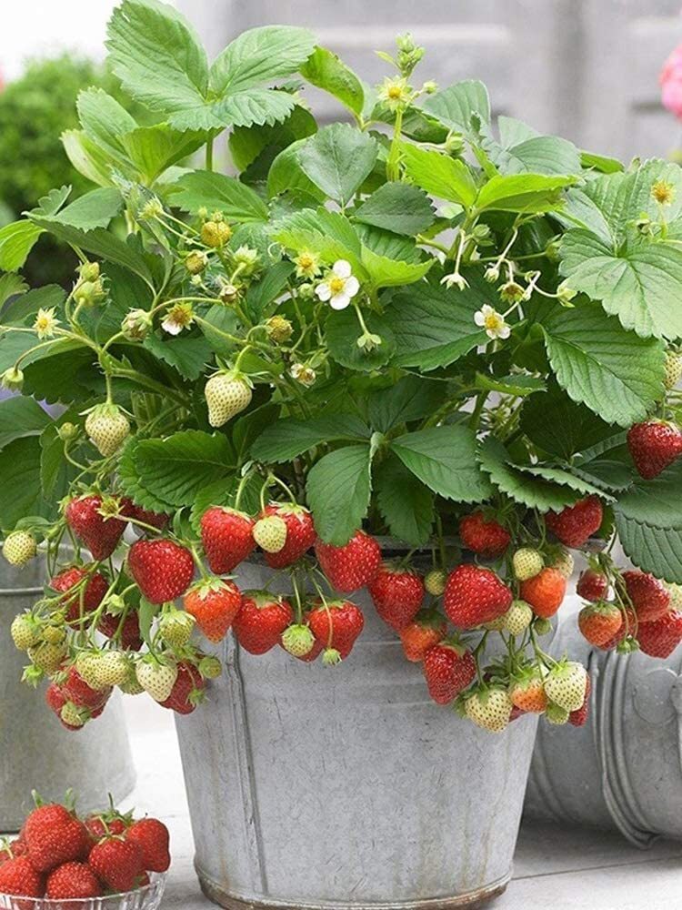 200+ Wild Strawberry Strawberries Seeds – Fragaria Vesca – Edible Garden Fruit H