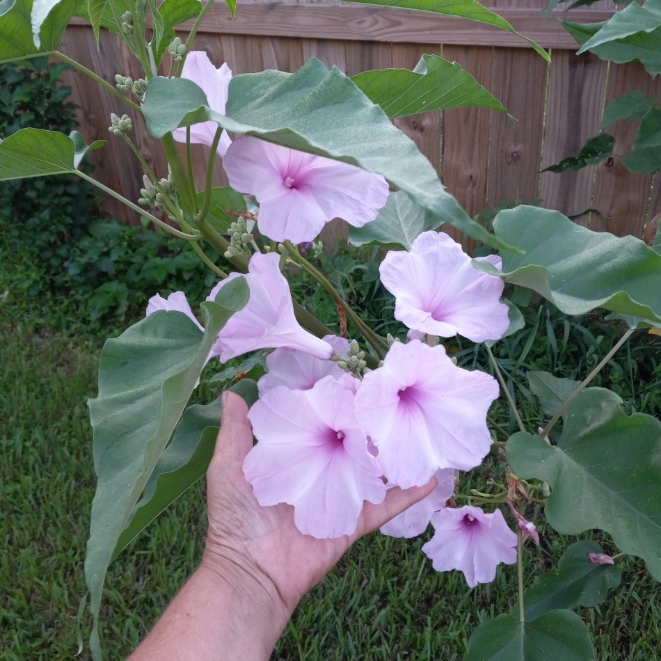 Pink Tree Morning Glory Perennial Ipomoea carnea fistulosa – Cuttings