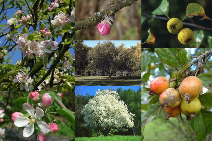 European Crab Apple, (French Crabapple), Malus sylvestris, Tree Seeds