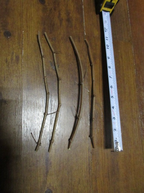 4x Razzmatazz Grape Fresh 2026 Dormant Vine Cutting Scion 8-12″ for Rooting