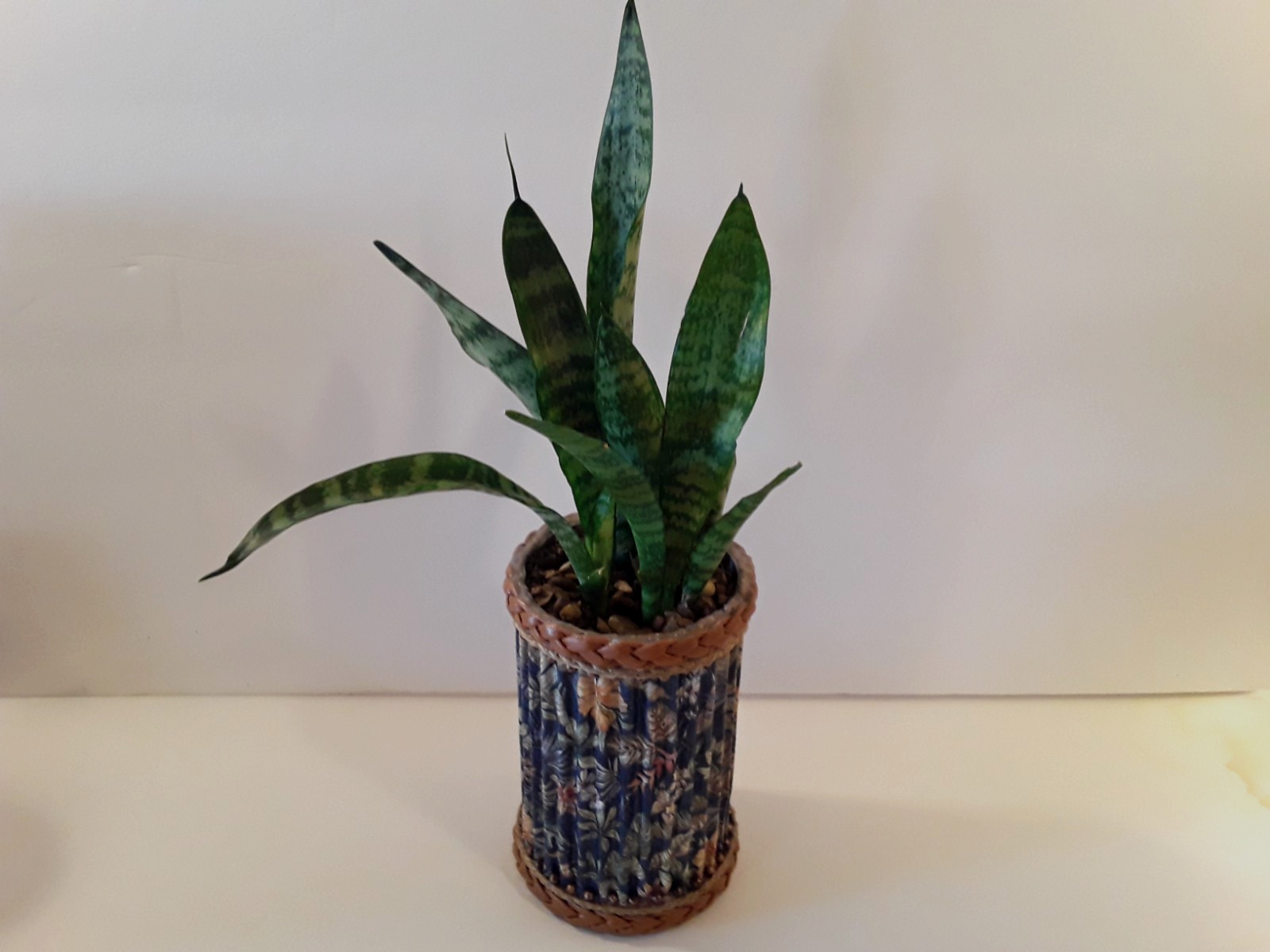 Sansevieria Snake Plant- 4 Healthy Rooted Plants in 6″x4″ Crafted Container