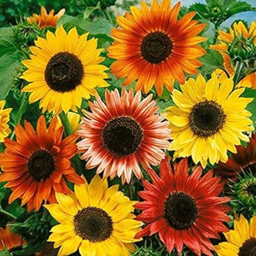 AUTUMN BEAUTY SUNFLOWER MIX – 100 SEEDS – FRESH FOR 2024 GARDENS