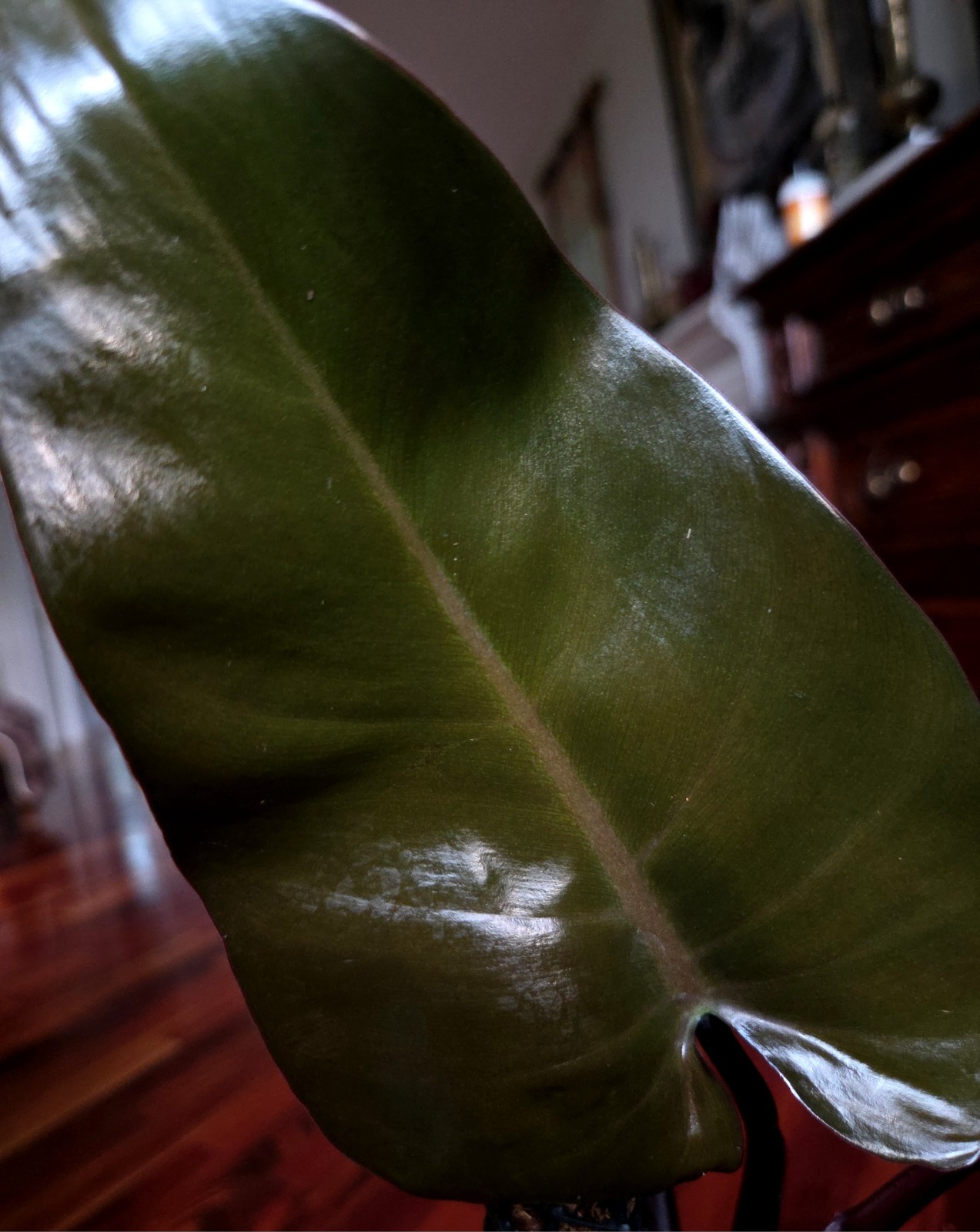 Rare XL Philodendron Majesty 27″ Tall Aroid Not Monstera Anthurium Syngonium