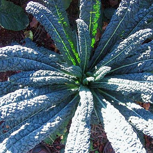 Kale – Early Curled Siberian / Lacinato Kale / Red Russian Kale seeds/ non GMO