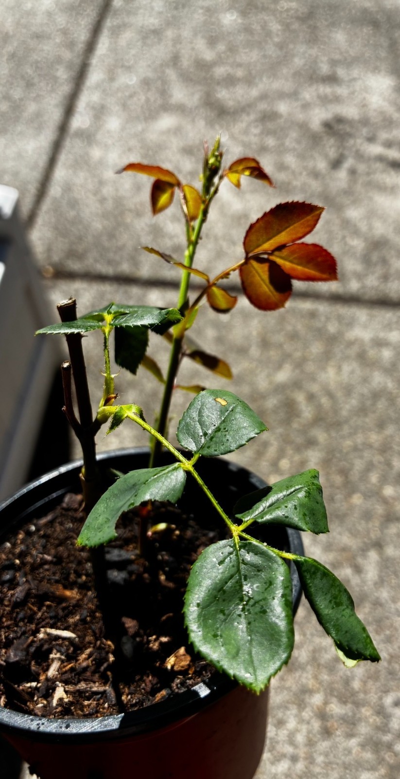 (Ausland) David Austin Shrub Rose Scepter’d Isle Live Rooted Rose Plant 5″