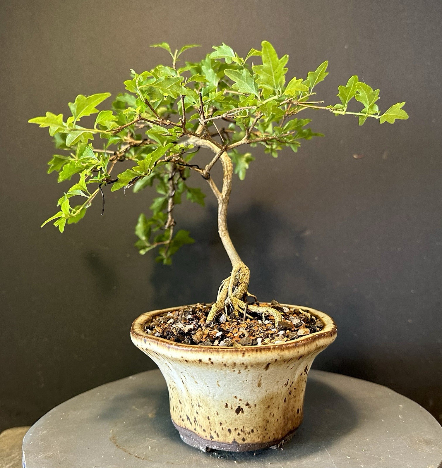 Bonsai Tree Japanese Musk Maple, Premna japonica, 11” tall quality Pot