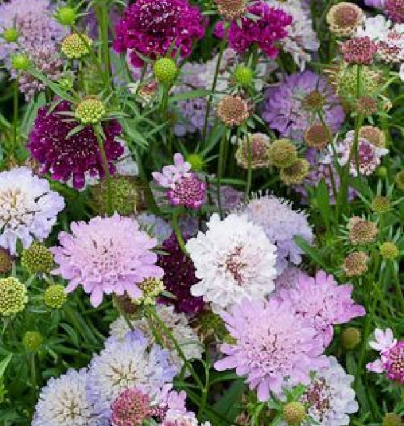 PINCUSHION FLOWER 35 FRESH SEEDS FREE USA SHIPPING SCABIOAS ATROPUREA