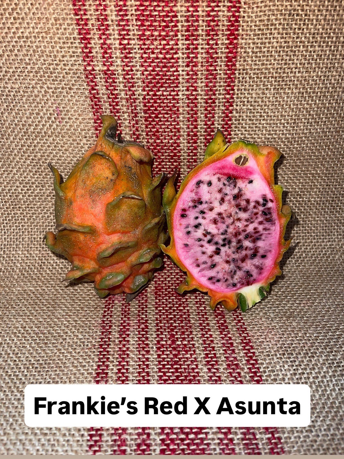 MEGALANTHUS Bundle, Diego’s DK, Desert weed, Frankie’s Red, Ohana Express, DK!!!
