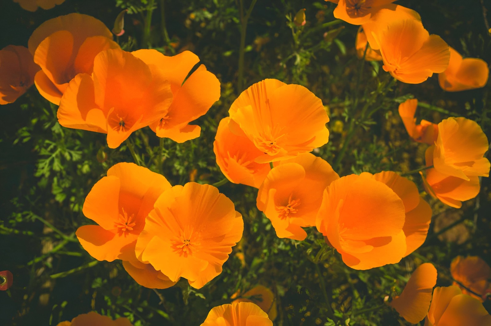 1000 California Poppy Seeds Eschscholzia californica Stunning Orange Wildflower
