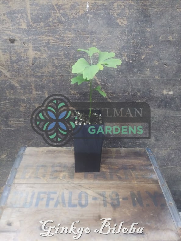 Ginkgo Biloba Tree – Maidenhair Tree – Living Fossil Tree – Multiple Sizes