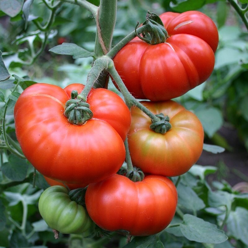 Marmande Tomato Seeds 50 Ct Vegetable Italian HEIRLOOM NON-GMO USA FREE S&H