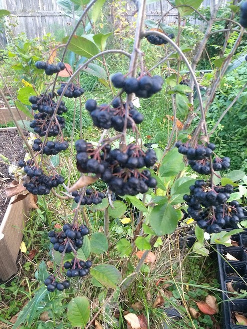 1 Viking Aronia berry plant. Zones 3-8 . Live rooted starter plant.