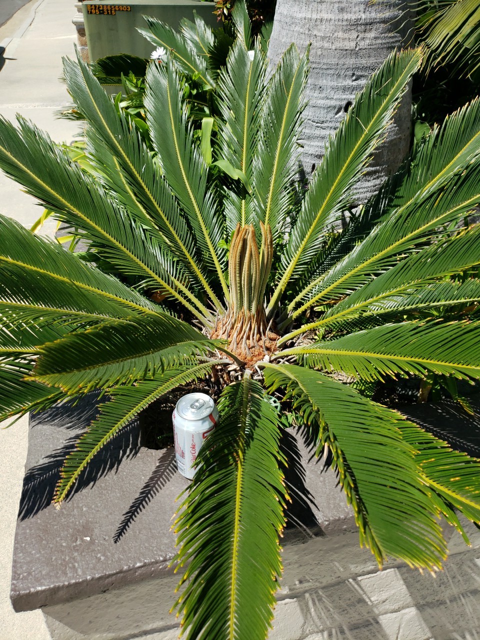 Huge base King Sago Palm wide leaf span cycad 15 Yrs Old Fossil
