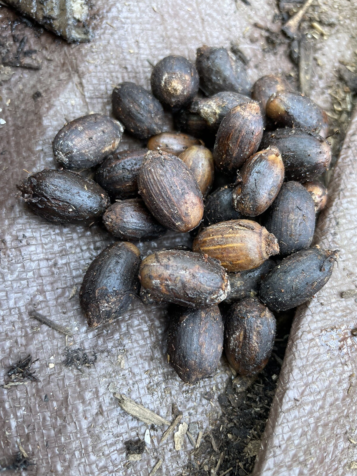 40 Seeds Belinjo Melinjo Gnetum Gnemon For Planting