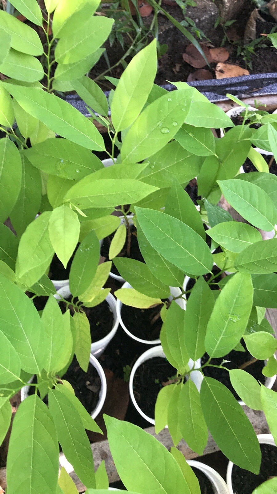 10-12” Sugar Apple Na Dai ( Mãng Cầu Dai) Live Plant Seeding