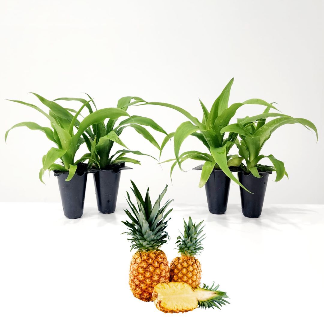 Pineapple Plans. Set of 4 starter plants.