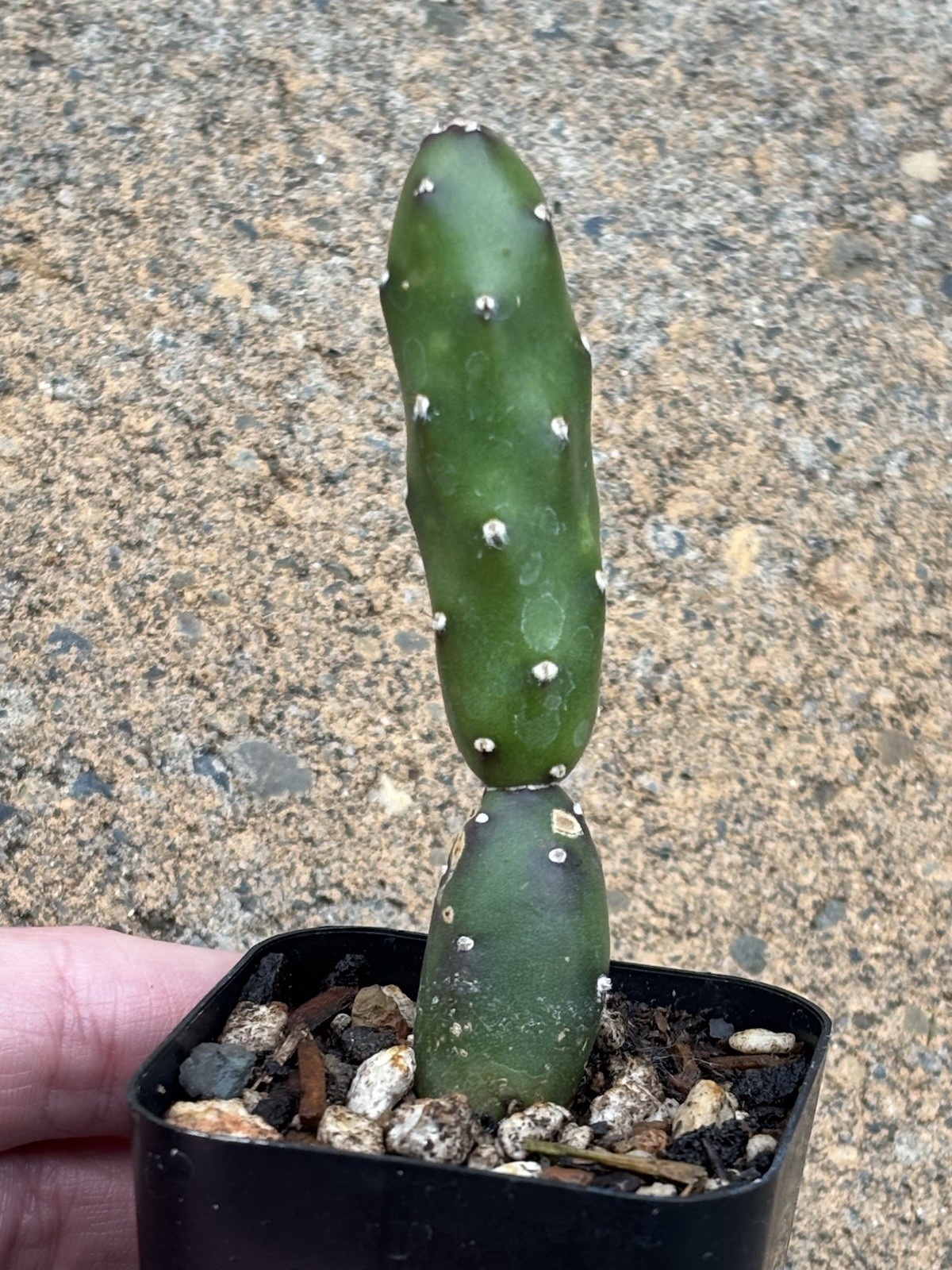 Miniature Opuntia, Unknown Species, Rare Korean Import Cactus