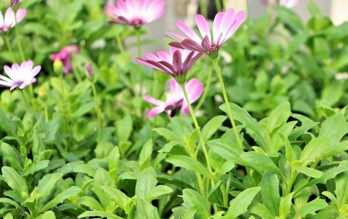 201+AFRICAN DAISY Cineraria Mix Flower Seeds Cape Marigold Drought Tolerant Easy