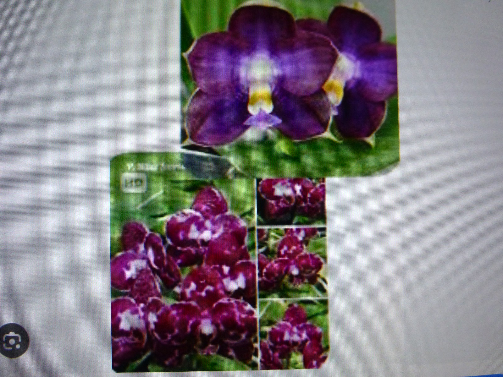 Orchid Phalaenopsis Phal. Mituo Sunrise “Snow Red” x Mituo Blue Cat In 3″ Pot