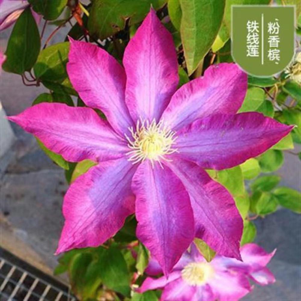 (10) CLEMATIS SEEDS rare exotic climber flower vine garden USA SELLER W/TRACK
