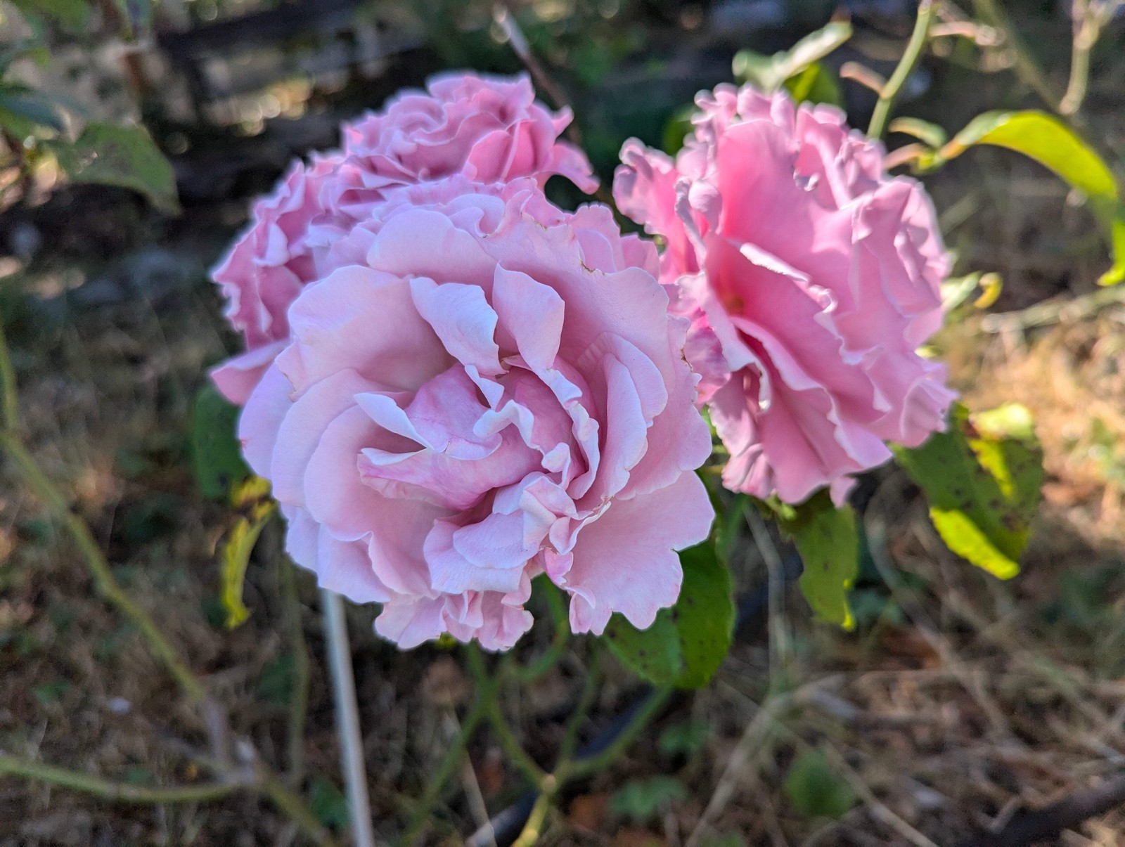 S. Rochas thornless rose plant flower bush shrub