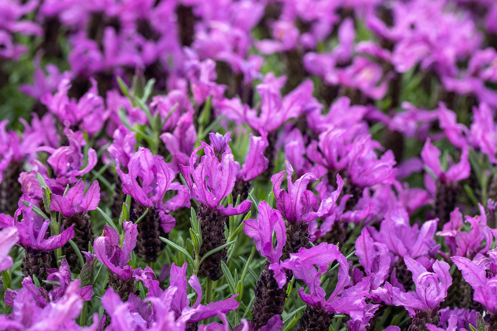 100 FRENCH LAVENDER Butterfly Spanish Topped Lavandula Stoechas Flower Herb Seed