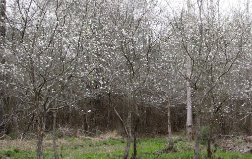 2 LIVE PLANTS HEIRLOOM MAYHAW FRUIT TREES MAY HAW APPLE HAWTHORN RED SEEDLING