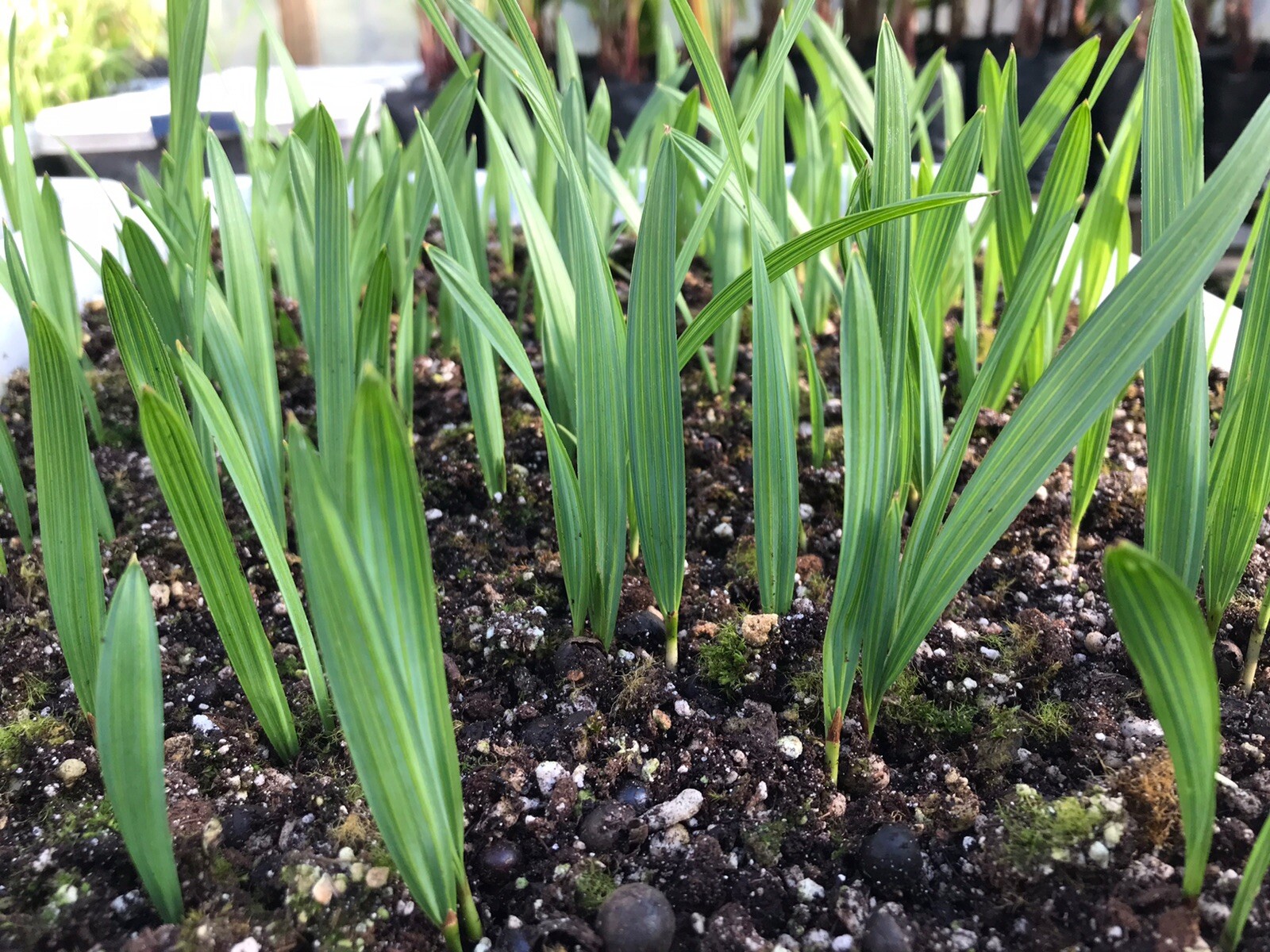 10 Sabal Minor Palm Seedlings, Dwarf Palmetto