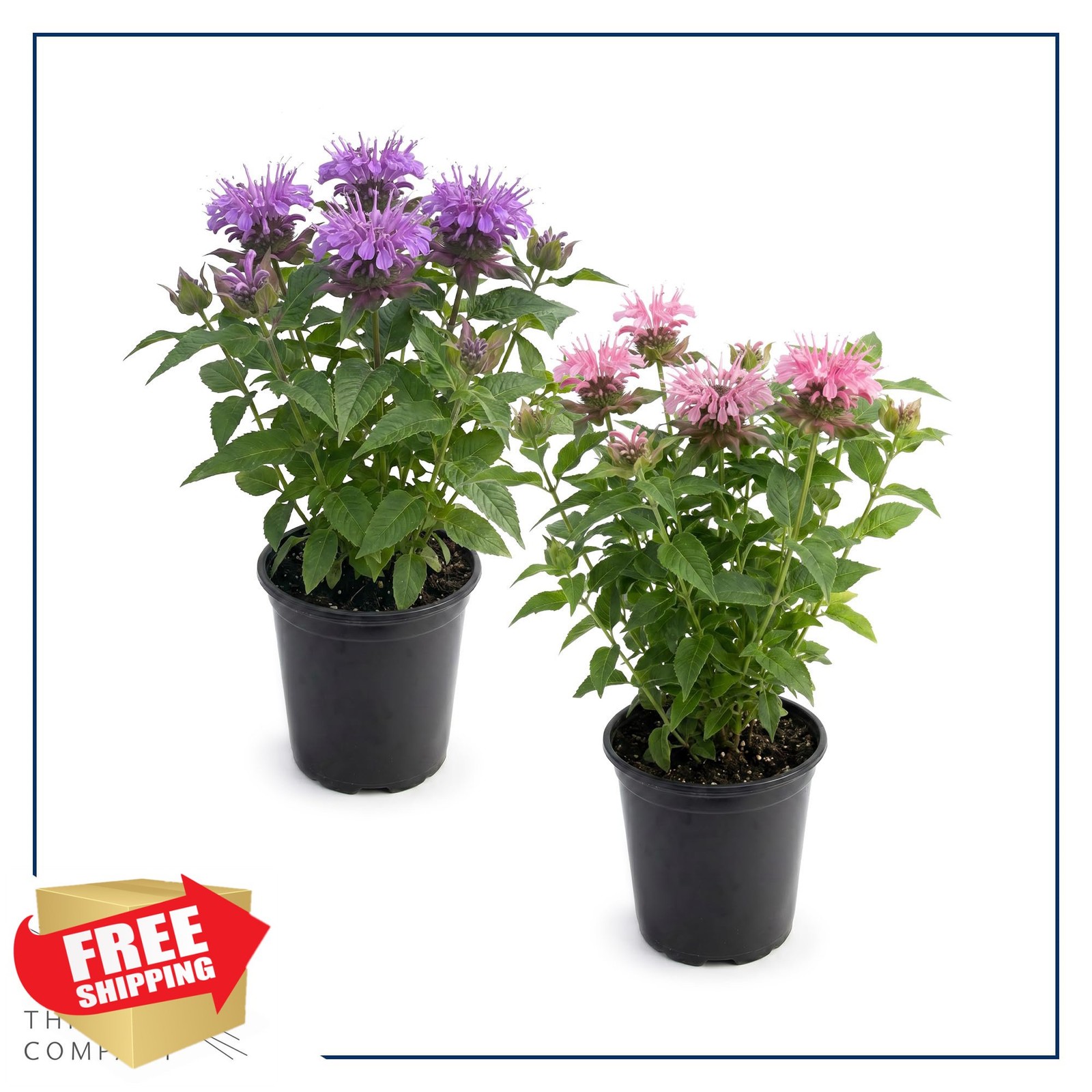 Live Flowering Bee Balm – Assorted Colors (2 Plants Per Pack), Pollinator – A…