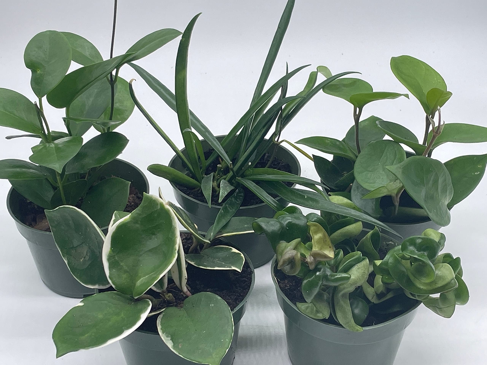 Hoya Assortment Set, Hindu Rope, Krimson Queen, Ketiana, Chelsea, Australis, Lis