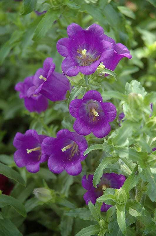 300 seeds PURPLE CANTERBURY BELLS CAMPANULA hummingbird organic +gift