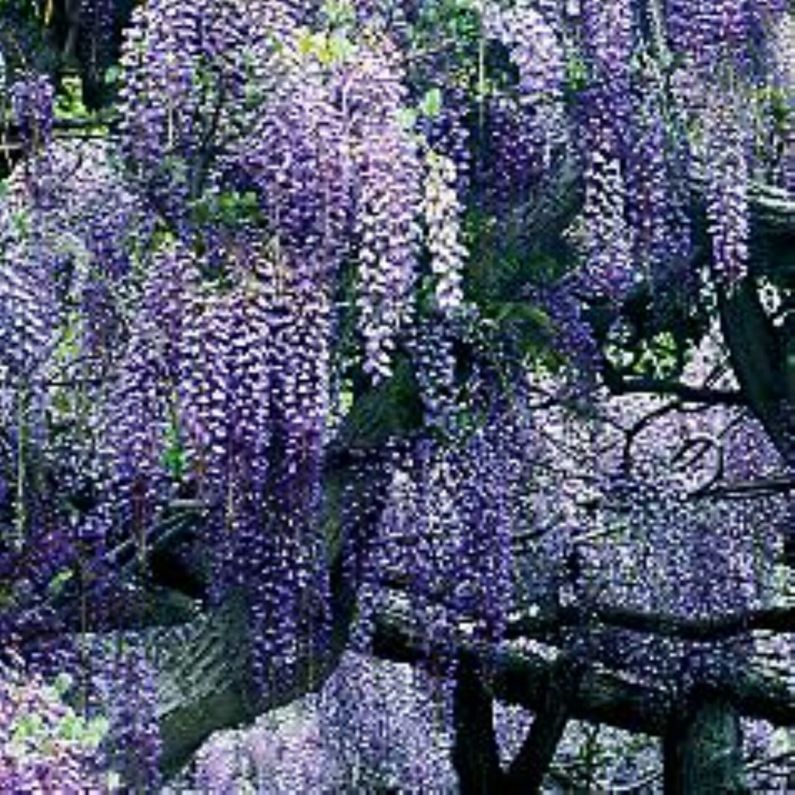 WISTERIA Blue Moon, Purple Flower Fragrant, well rooted seedling 1 yo